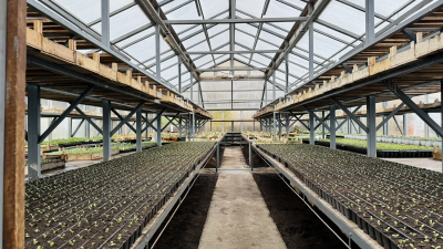 В Петербурге за два года обновят теплицы для выращивания рассады