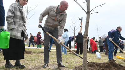 В Фёдоровском сквере заложена Каштановая аллея в честь 90-летия петербургского троллейбуса