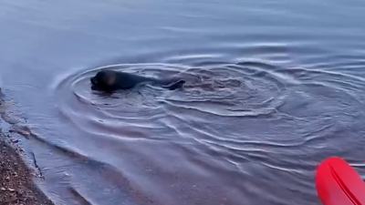 В посёлке имени Свердлова спасли нерпу с рыболовным крючком в губе