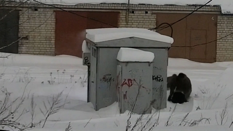 Задержана группа молодых людей, которых подозревают в совершении диверсий и терактов на территории России