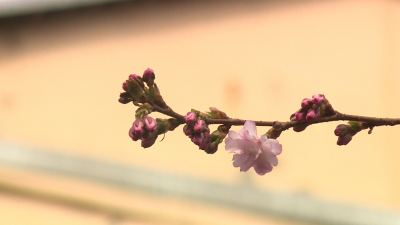 В саду Дружбы на Литейном проспекте зацвела cакура