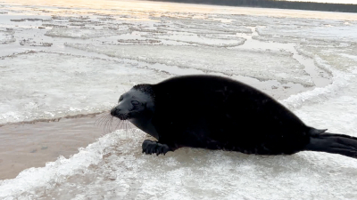 Почти не плавают и мало едят: на льду Ладоги начали линять нерпы и тюлени