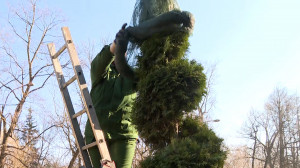 Шубу — в шкаф: туи в парке Екатерингоф снимают защитные зимние одёжки и радуются солнышку