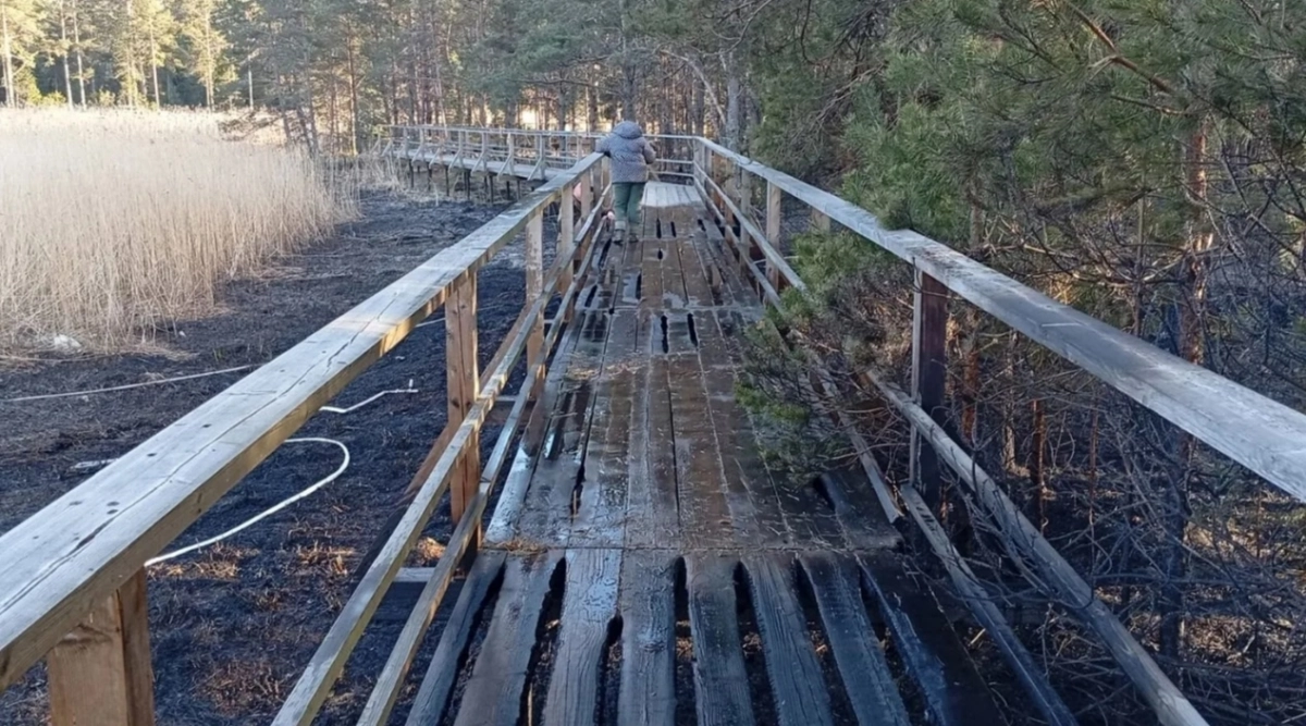 Огонь прошелся по настилу: неизвестные устроили пал травы в заказнике «Кургальский» - tvspb.ru