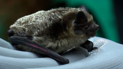 Ленинградский зоопарк устроил выпускной для летучих мышей