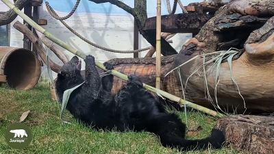 Догонялки и большой клубок: в Ленинградском зоопарке бинтуронги Карла и Тоши в отличном настроении