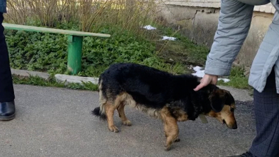 В деревне Загривье спасатели вскрыли окно и вынесли из пожара запертую собаку