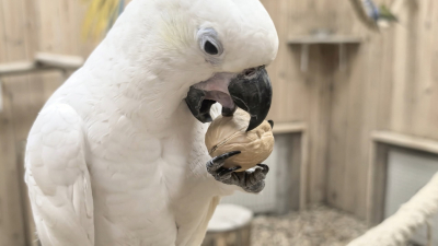 В контактном зоопарке в Кудрово погибли 33 попугая: полиция проводит проверку