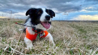 «Они были в ярких попонах и с колокольчиками»: неизвестный убил в лесу двух собак-спасателей из «ЛизаАлерт»