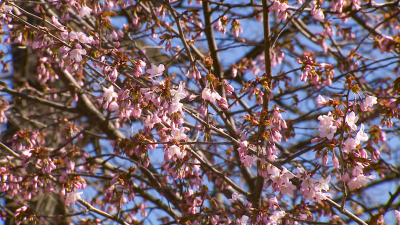 В Ботаническом саду расцвела первая сакура — вишня Саржента с японского острова Хоккайдо