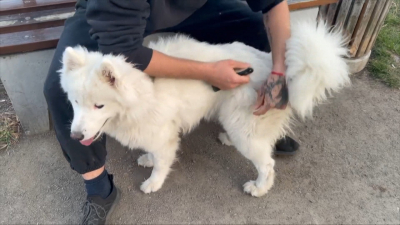 Самоед Умка на балконе под палящим солнцем: петербуржцы привлекли альпиниста, чтобы спасти собаку