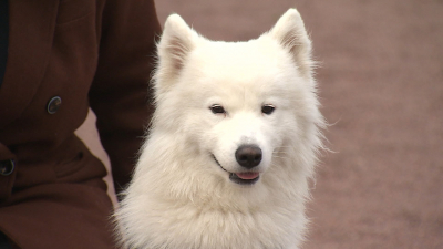 Умка вытащила счастливый билет: Как дела у собаки, спасённой из заточения на балконе в Приморском районе