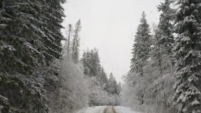 Циклон не отступает: 27 апреля в Ленобласти ожидается мокрый снег, метель и гололёд