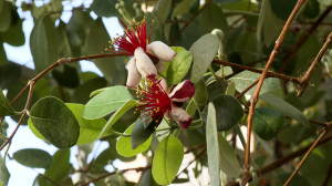 В Ботаническом саду цветёт фейхоа