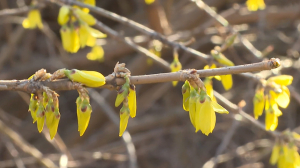 Расцвела форзиция