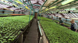 В Приморском парке Победы выращивают цветы к лету