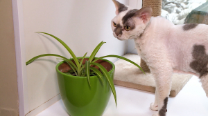 Красивые и безопасные. Какие домашние растения не навредят котикам?