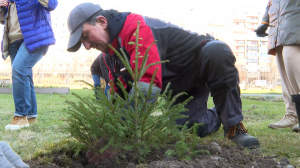 «Ёлочка, живи!»: подарим вторую жизнь новогодним деревьям и пересадим их из горшков на клумбу