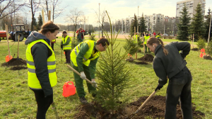 Посадка деревьев в Полюстровском парке