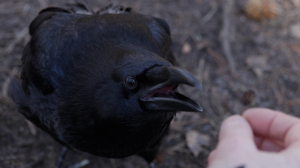 Воронёнок Феня и история его счастливого спасения