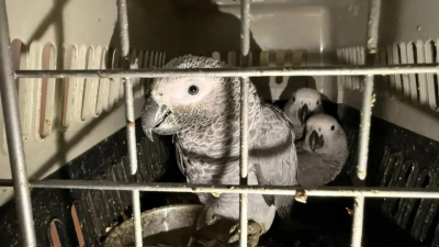 Контрабанда пернатых: в Оренбуржье задержали микроавтобус с сотней экзотических птиц