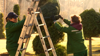 Туи в Екатерингофе «раздели» раньше обычного из-за теплой весны