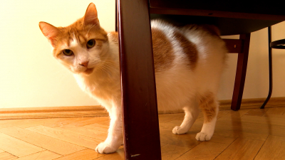 Кошка Анжелина из Государственной капеллы стала героиней аудиокниги