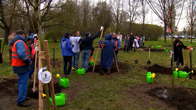 Во время месячника по благоустройству в Петербурге высадят более 3 тысяч деревьев и 280 тысяч цветов