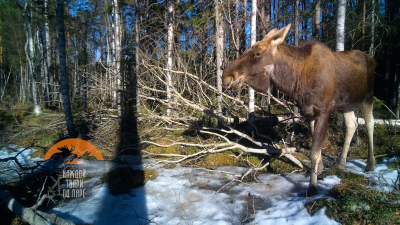 Разомлел и томно прикрыл глаза: под Петербургом заметили лося, жующего осиновые ветки