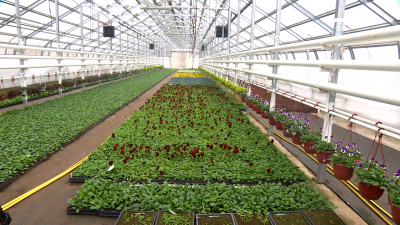 600 тысяч виол высадят в Петербурге этой весной