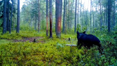 Не фотографировать и не гладить: что делать, если в лесу Ленобласти встретили медведя или лося