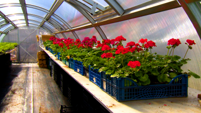 В Калининском районе высадят почти 500 тысяч цветов