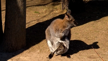 Беби-бум в Ленинградском зоопарке: у четырёх кенгуру родились малыши