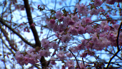В Саду Дружбы на Литейном проспекте зацвела сакура