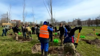 20 белых ив высадили в парке Авиаторов
