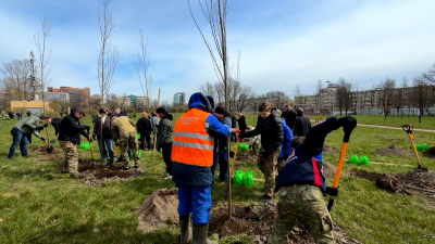 20 белых ив высадили в парке Авиаторов