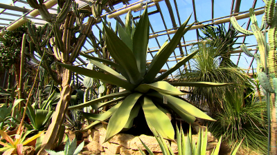В Ботаническом саду зацвела 80-летняя агава