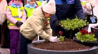 Ковёр из виол на Московской площади: школьники помогают украшать Петербург к 9 Мая