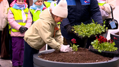 Ковёр из виол на Московской площади: школьники помогают украшать Петербург к 9 Мая