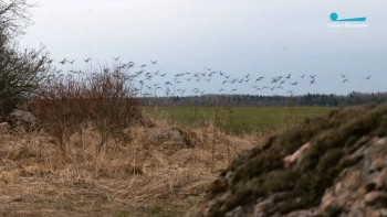 Тысячи гусей остановились на отдых в Ленобласти