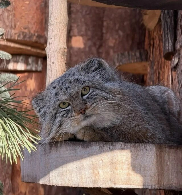 Своенравная невеста и терпеливый жених: как манул Шу из Ленинградского зоопарка покорял сердце Пепе - tvspb.ru