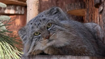 Своенравная невеста и терпеливый жених: как манул Шу из Ленинградского зоопарка покорял сердце Пепе