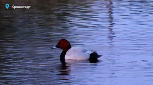 Красноголовые нырки выбирают женихов, барсучиха-мама перестилает перинку, а дятел в Сосновке прогнозирует жаркое лето — свежие лесные новости от Павла Глазкова