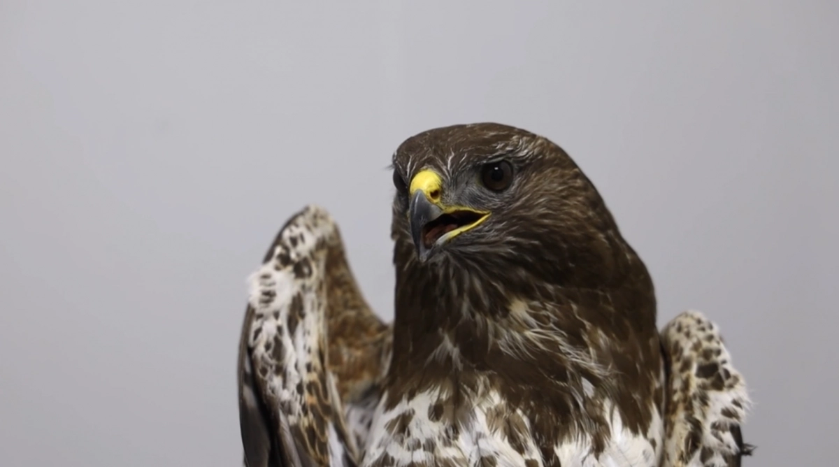 В Московском зоопарке спасли канюка со сломанным крылом - tvspb.ru