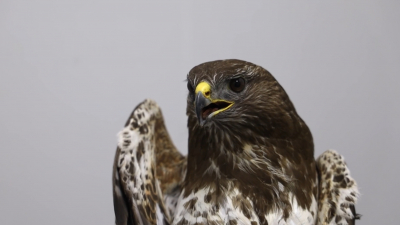 В Московском зоопарке спасли канюка со сломанным крылом