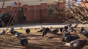 В Петербурге хотят запретить кормить голубей