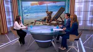 Домашние питомцы и отпуск: как подготовить хвостика к разлуке или совместному путешествию