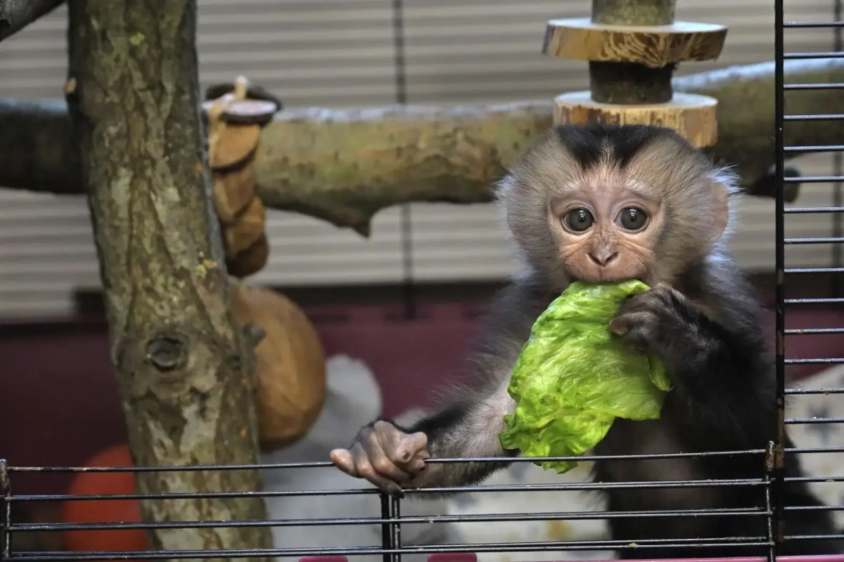 В Ленинградском зоопарке выбрали имя для малышки-вандеру - tvspb.ru