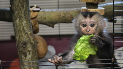 В Ленинградском зоопарке выбрали имя для малышки-вандеру