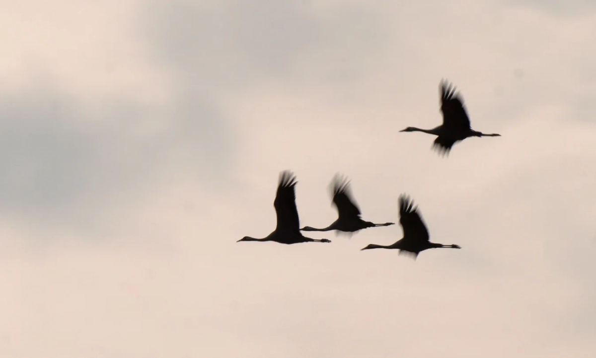 В Ленинградскую область из Африки вернулись серые журавли - tvspb.ru